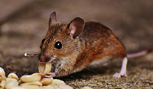 24 Hour & Emergency Exterminators in Shady Grove, IL